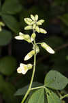 Apalachicola wild indigo